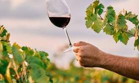 Vinipiade dégustation de vins et Concert aubade