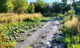 Découverte du maraîchage de Boncelles et chantier collectif