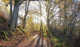 Balade santé dans les bois
