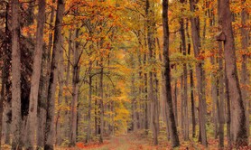 La forêt pour jardin