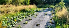 Découverte du maraîchage de Boncelles et chantier collectif