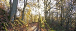 Balade santé dans les bois