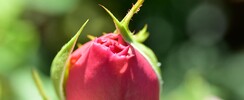 Voice your Being - Travail personnel Via la Voix