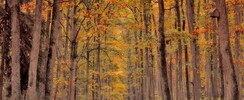 La forêt pour jardin