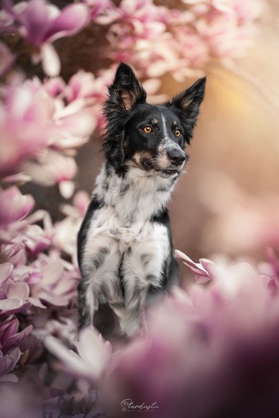 Stardust Photographie - Vos chiens : les stars!