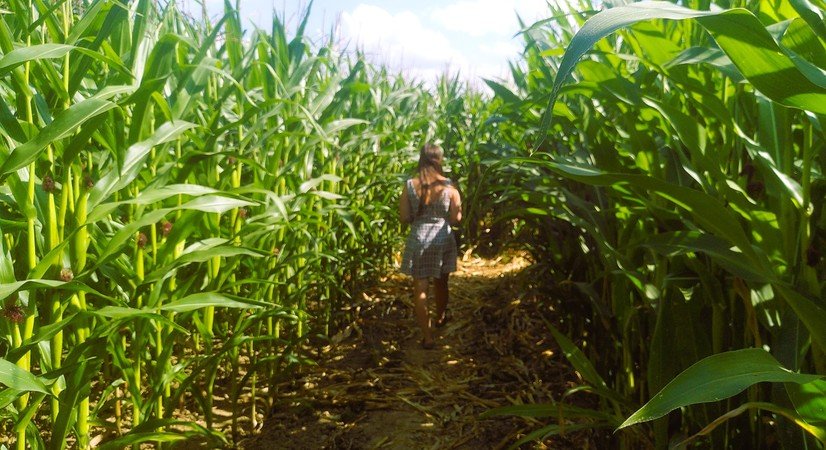Labyrinthe de maïs avec intrigue 10+