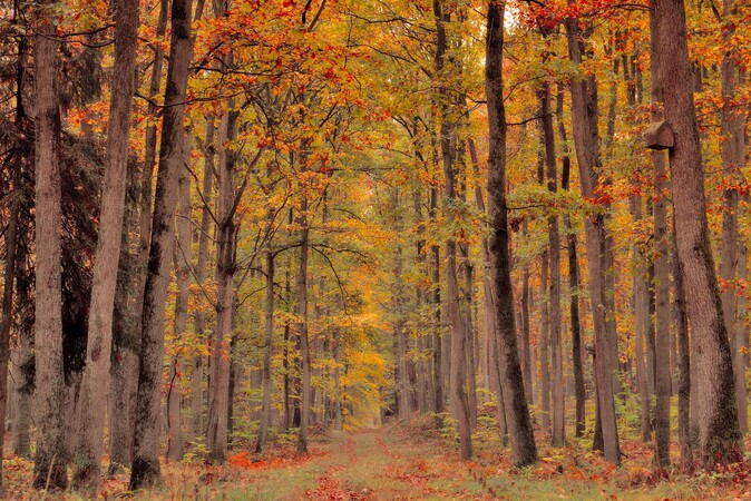 La forêt pour jardin