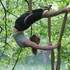 Initiation Cirque | Stage de tissu aérien | Ixelles – photo 11