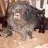 Maria Brouillard - Le Petit Cirque de Chiens et Autres Animaux de Compagnie – photo 6