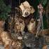 Maria Brouillard - Le Petit Cirque de Chiens et Autres Animaux de Compagnie – photo 7