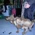 Maria Brouillard - Le Petit Cirque de Chiens et Autres Animaux de Compagnie – photo 8