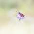 Florian Caseau | Stages photo nature | Wanze – photo 8