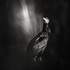 Florian Caseau | Stages photo nature | Wanze – photo 10
