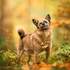 Stardust Photographie - Vos chiens : les stars! – photo 2