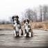 Stardust Photographie - Vos chiens : les stars! – photo 4