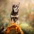 Stardust Photographie - Vos chiens : les stars! – photo 5