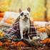 Stardust Photographie - Vos chiens : les stars! – photo 7