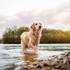 Stardust Photographie - Vos chiens : les stars! – photo 9