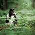 Stardust Photographie - Vos chiens : les stars! – photo 10