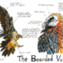 Johanna Gousset - Illustrateur et artiste d'animation – photo 4