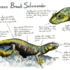 Johanna Gousset - Illustrateur et artiste d'animation – photo 5