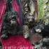 Maria Brouillard - Le Petit Cirque de Chiens et Autres Animaux de Compagnie – photo 2